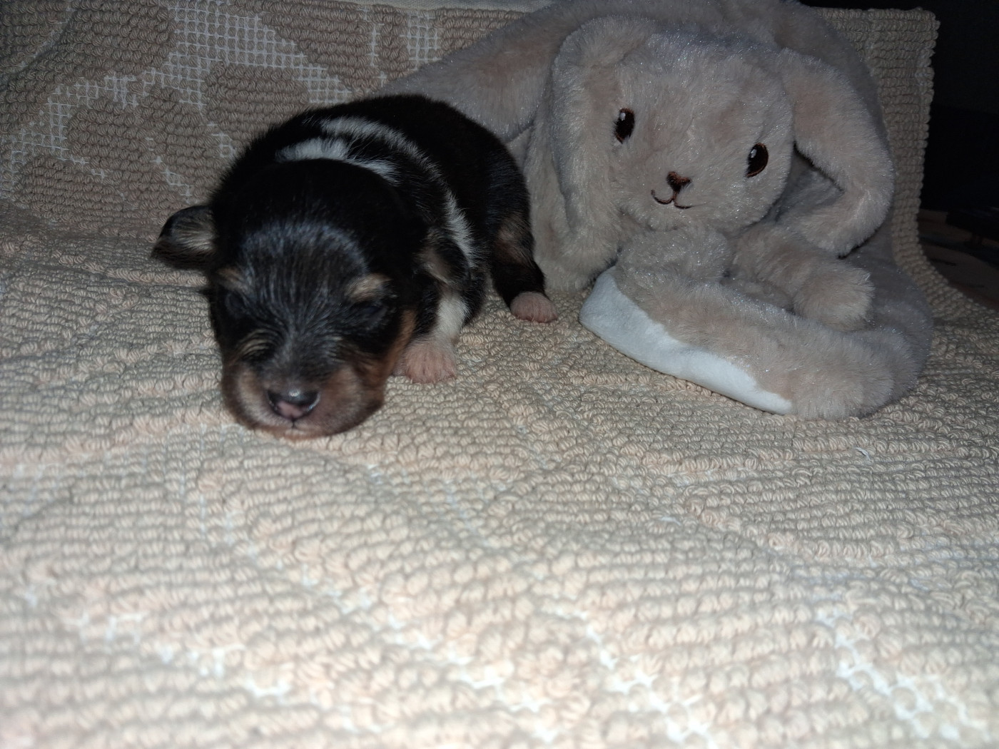 De L’Ocean Noire - Chiots disponibles - Shetland Sheepdog