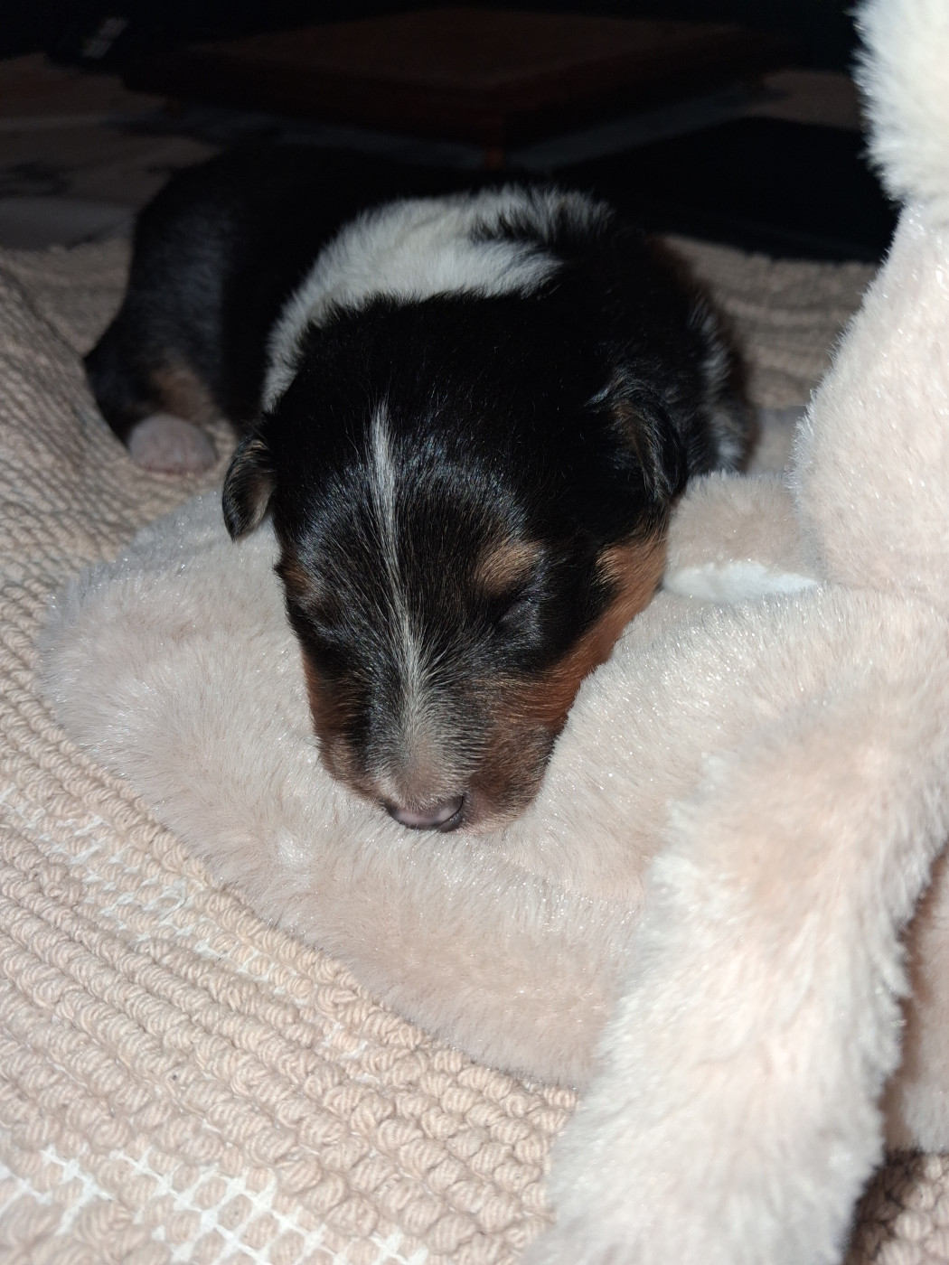 De L’Ocean Noire - Chiots disponibles - Shetland Sheepdog