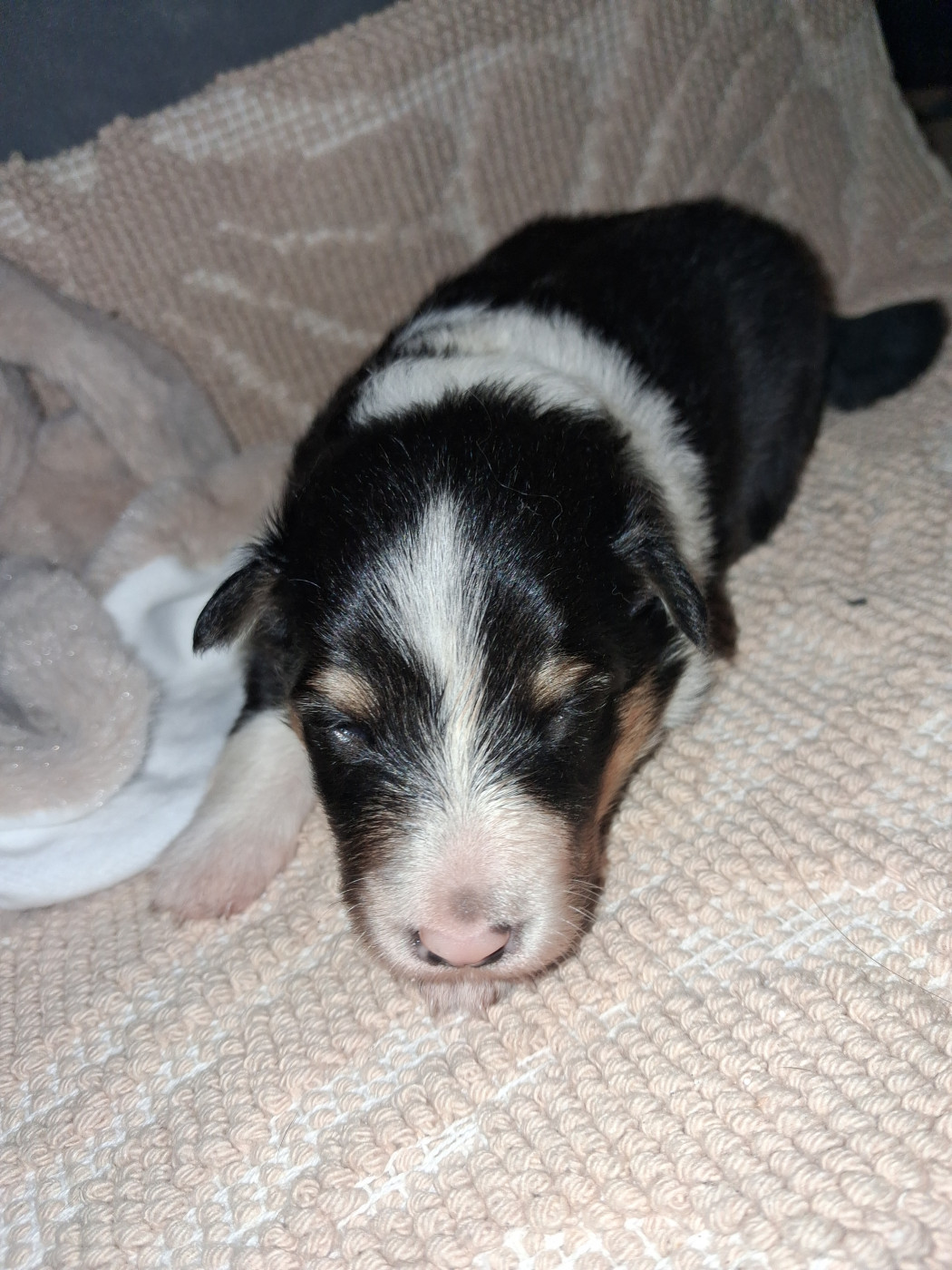 De L’Ocean Noire - Chiots disponibles - Shetland Sheepdog
