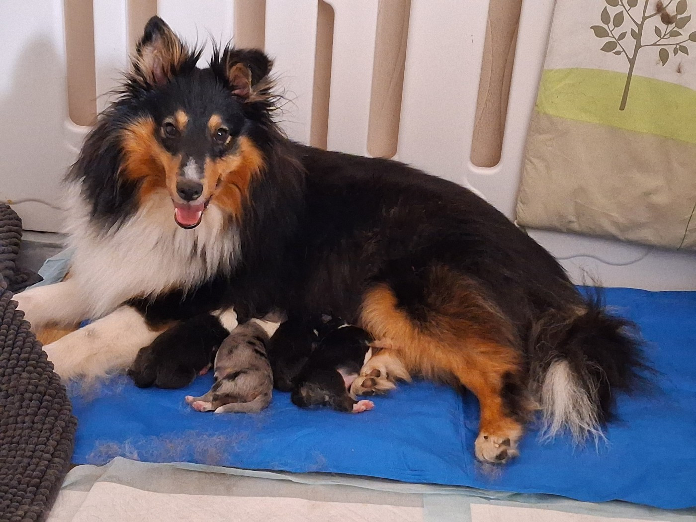Chiot Shetland Sheepdog De L’Ocean Noire