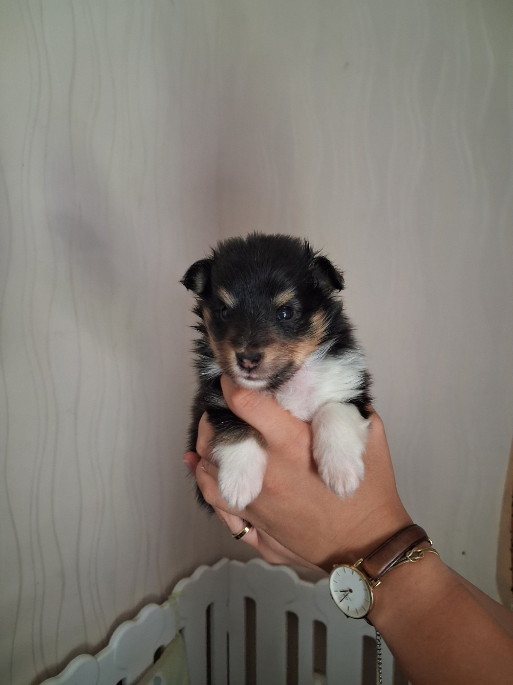 De L’Ocean Noire - Chiots disponibles - Shetland Sheepdog