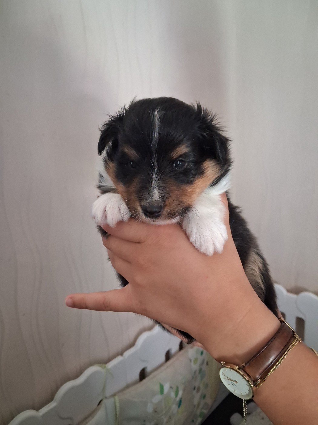 De L’Ocean Noire - Chiots disponibles - Shetland Sheepdog