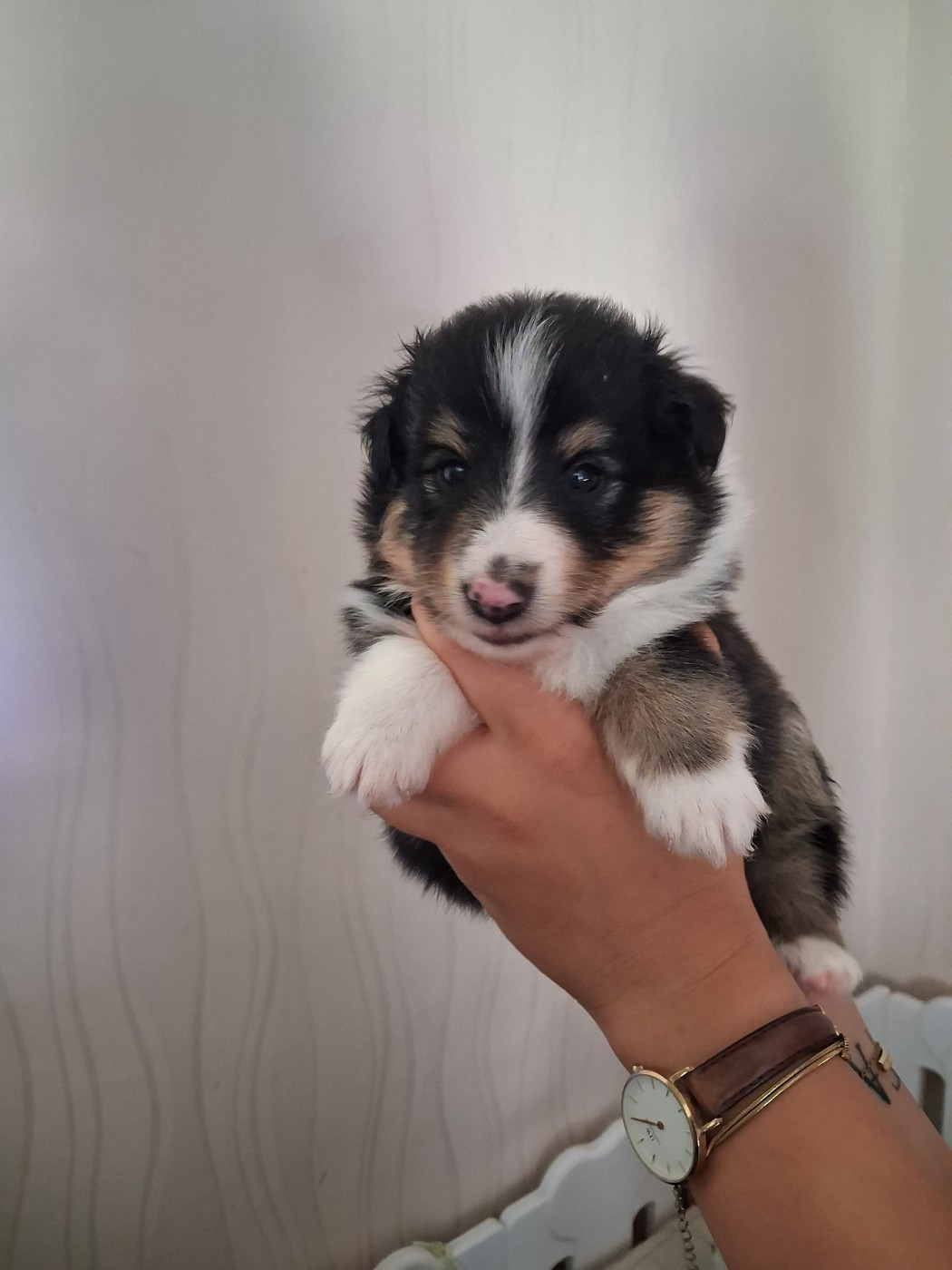De L’Ocean Noire - Chiots disponibles - Shetland Sheepdog
